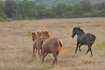 Vakantieboerderij Fattoria Il *