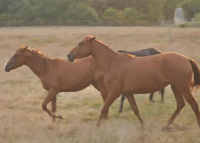 Vakantieboerderij Fattoria Il Santo